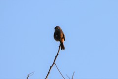 Phoenicurus auroreus