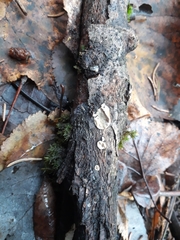 Skeletocutis semipileata