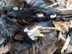 Skeletocutis semipileata