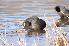 Fulica atra