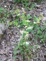 Smyrnium perfoliatum perfoliatum
