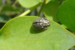 Paropsisterna decolorata