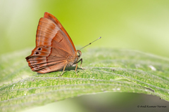 Abisara bifasciata suffusa