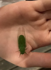 Chlorocysta vitripennis