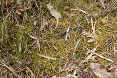 Lophocolea semiteres