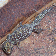Southern Spotted Velvet Gecko photo 3