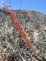Gasteria disticha