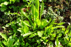 Taraxacum officinale