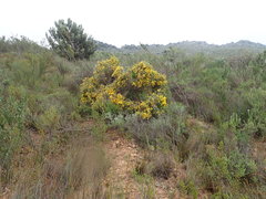 Aspalathus triquetra