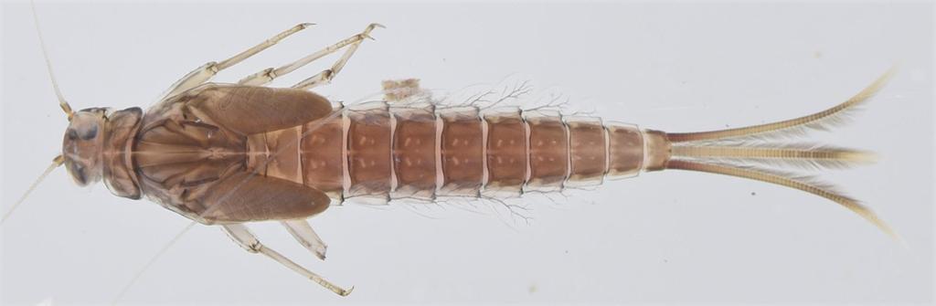 Pseudocloeon latum
