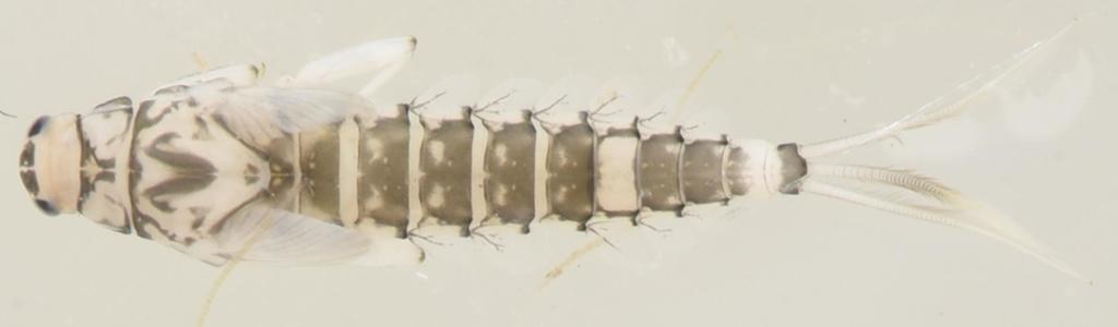 Pseudocloeon
