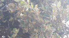Quercus ithaburensis macrolepis