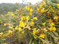 Aspalathus triquetra