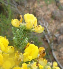 Aspalathus triquetra