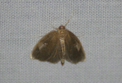 Perispasta caeculalis