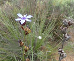 Aristea bracteata