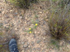 Aspalathus tridentata