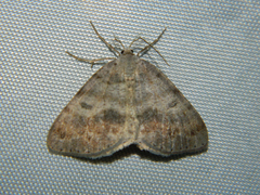 Macaria loricaria