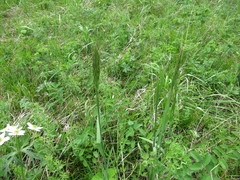 Achnatherum sibiricum