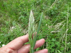 Achnatherum sibiricum