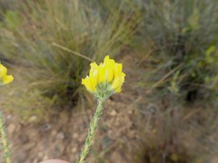 Aspalathus tridentata