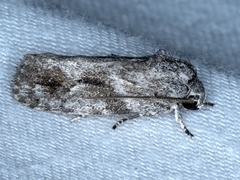 Agriophara confertella