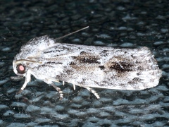 Agriophara confertella