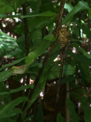 Gynacantha usambarica