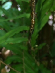 Gynacantha usambarica