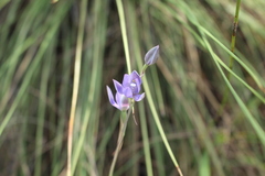 Thelymitra paludosa