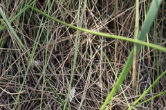 Thelymitra paludosa