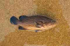 Cephalopholis formosa