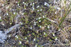 Stylidium repens