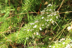Stylidium adnatum