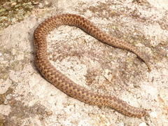 Vipera seoanei