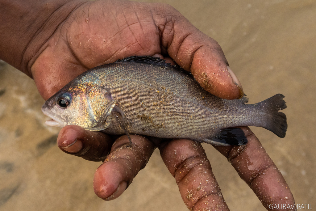 Half-Mourning Croaker