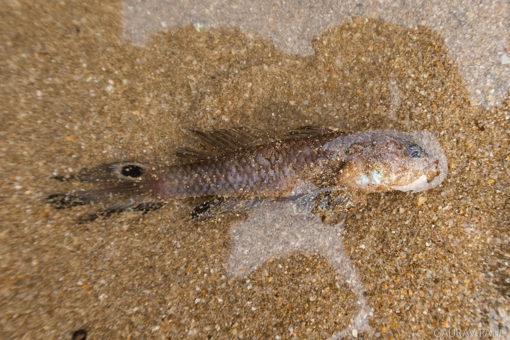 Taileyed Goby
