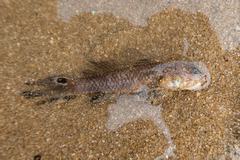 Parachaeturichthys polynema