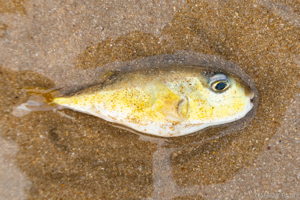 Half-smooth golden pufferfish (Lagocephalus spadiceus) — Tetraodontidae