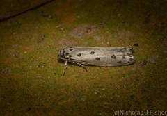 Ethmia heptasema