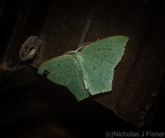 Maxates centrophylla