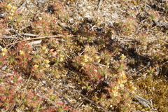 Drosera roseana