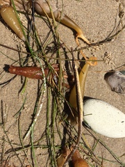 Syngnathidae