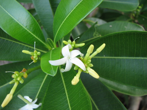 Ochrosia elliptica
