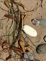 Syngnathidae