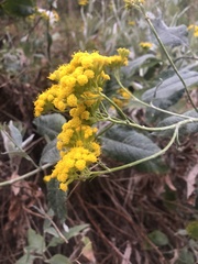 Senecio hypoleucus