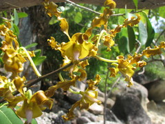 Dendrobium discolor