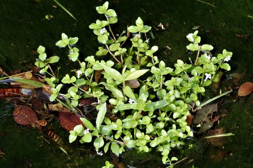 Lindernia rotundifolia