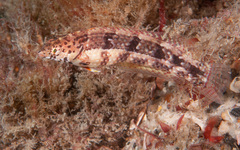 Eupetrichthys angustipes