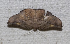 Xenomusa metallica